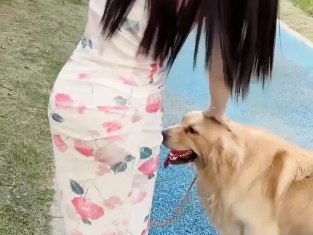 《抖音香香公主与爱犬金毛》完整版在线观看 - 抖音香香公主与爱犬金毛直播回放资源免费领取 - 高清无广告播放
